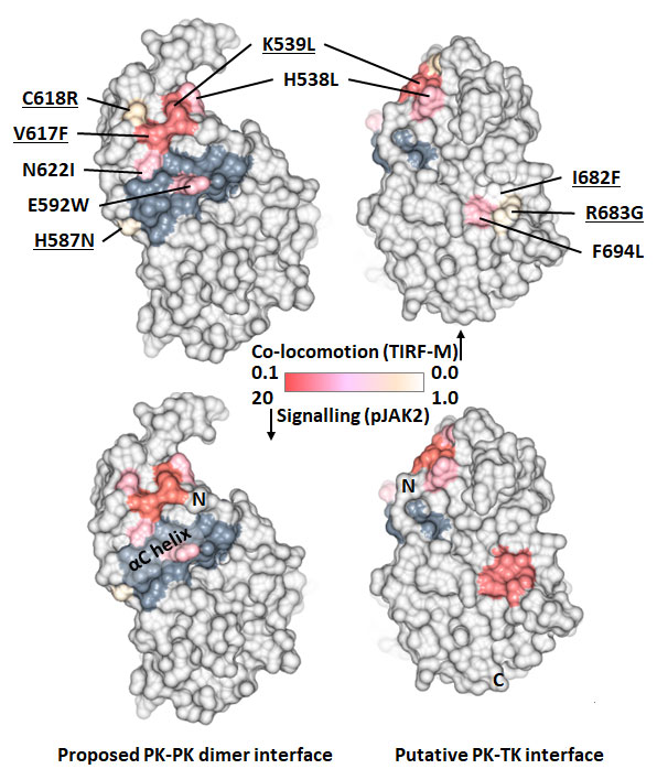Image credit: Julie Tucker. Disease-associated and artificially introduced mutations in the JAK2 pseudokinase (PK) domain mapped to the molecular surface and coloured by their effect on MPL dimerisation (measured by single-particle tracking on live cells) and cellular signalling (phosphorylated JAK2)